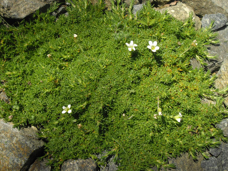 Minuartia obtusiloba photo